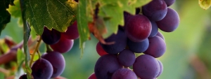 vins 1000 arômes